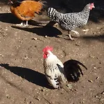 Hof Islandpferde Von Der Holstenau * Eggstedt