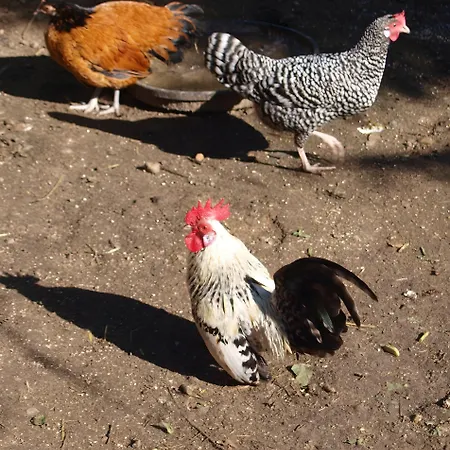 Hof Islandpferde Von Der Holstenau * Eggstedt